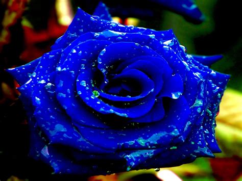 50 Sementes De Rosas Azul Flor Exóticas Pra Fazer Mudas - R$ 3,63 em ...