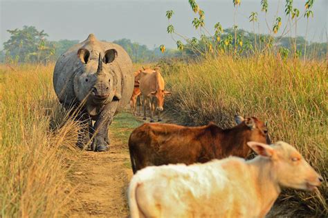 Rhino and Cattle, Pobitora, Assam | Conservation India