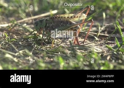 External Anatomy grasshopper diagram, Study Notes on Grasshopper, Phylum Arthropoda. Bush ...