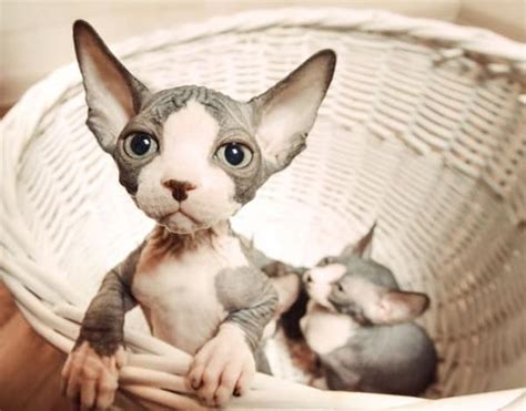 40 Amazing Hairless Sphynx Cat Pictures - Tail and Fur