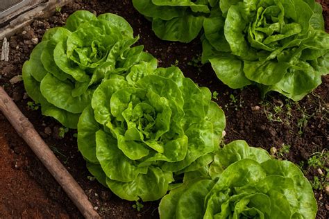 Growing Lettuce in a Home Garden | University of Maryland Extension