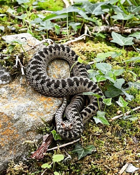 Adder Snake - Learn About Nature