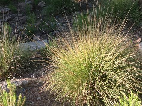 Deer Grass - Harlow Gardens