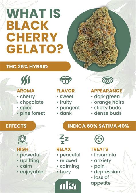 Black Cherry Gelato Strain: Weed Strain Information