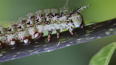 Lonomia Obliqua - The most dangerous caterpillar in the world - YouTube