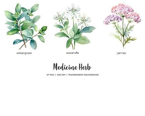 Watercolor Medicine Herbs Clipart. Herb Flower PNG. Medicinal Plants ...