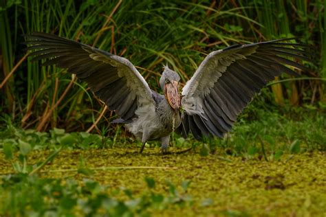 Consider: the Shoebill