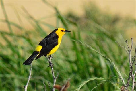 El Tordo Amarillo, una verdadera perla del pastizal de los campos naturales del Sur Misionero ...