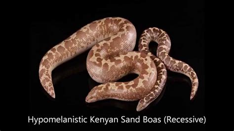 Kenyan Sand Boa Morphs Guide - YouTube