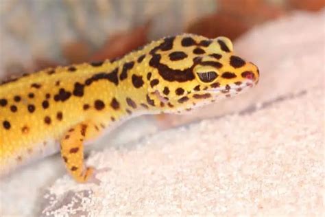 Leopard Gecko Behavior 101: What Every Owner Needs to Know - ReptileBreeds.com