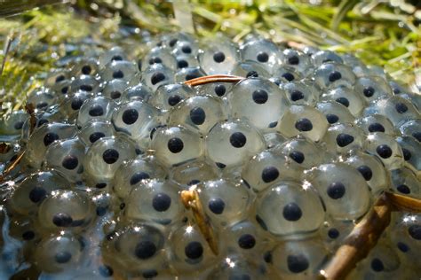 Life Cycle | Frogs: Dazzling & Disappearing | Aquarium of the Pacific