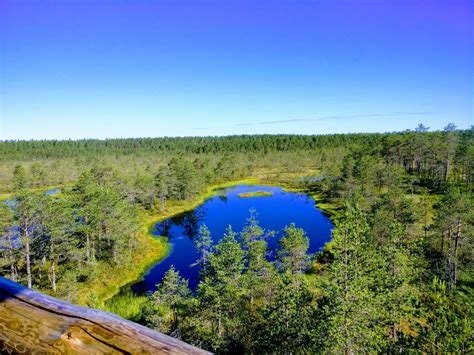 I spent a week in Estonian forest. This is what I learned | by Harish ...