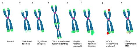 Telomere