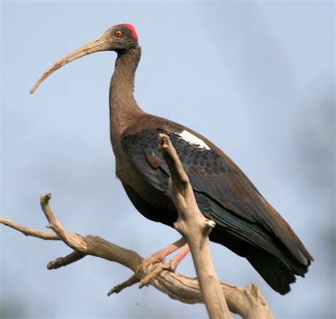 birds of nepal: Black Ibis in Nepal