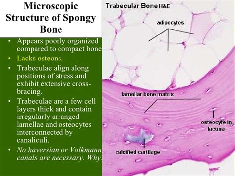 spongy bone by mestang’s