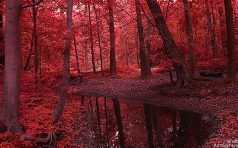 Red Forest 4K Wallpapers - Top Free Red Forest 4K Backgrounds - WallpaperAccess