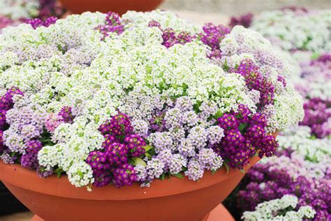 How to Grow and Care for Sweet Alyssum