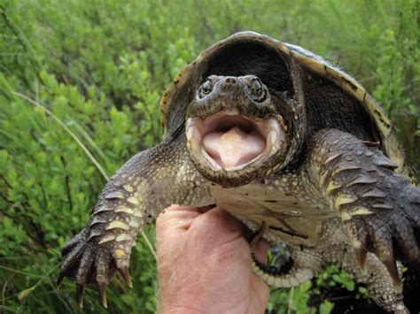 Information About Snapping Turtles - Reptiles Magazine