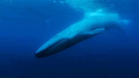 Documentary captures tale of world's 'Loneliest Whale'