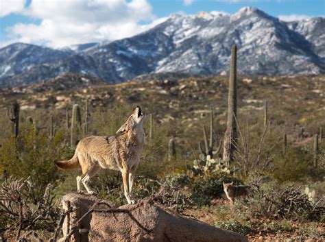 Stephen Philips - Amazing Animals of Arizona