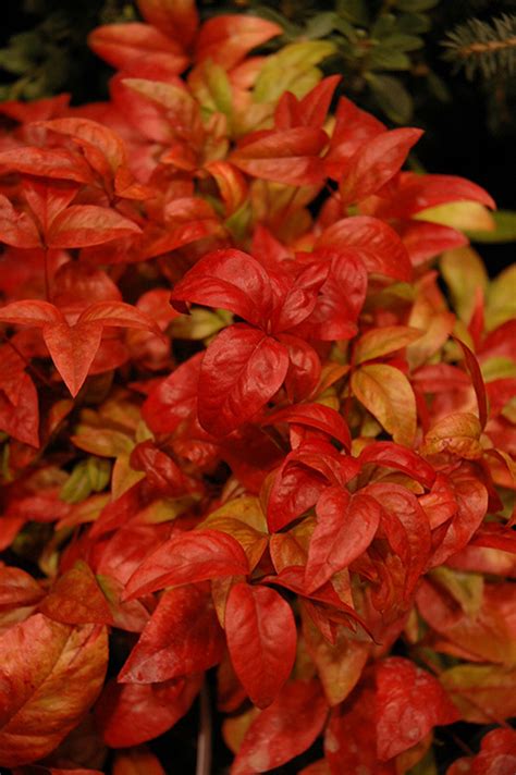 Fire Power Nandina (Nandina domestica 'Fire Power') in Fayetteville Springdale Rogers ...