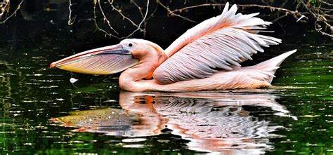 From Natural Barrier To Habitat For Marine Life, Mangroves Play Several Roles, But We Are ...