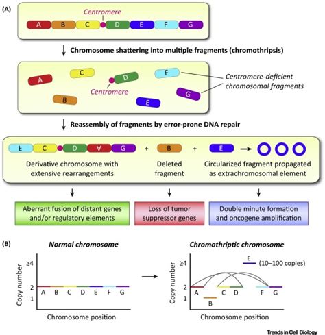 Rebuilding Chromosomes After Catastrophe: Emerging Mechanisms of Chromothripsis: Trends in Cell ...