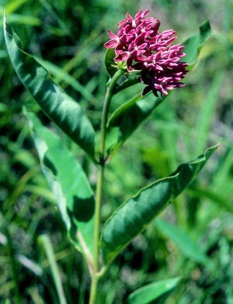 New Milkweed Varieties For Spring 2018 | High Country Gardens