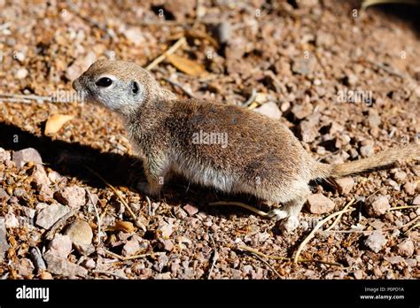 Female Round-tailed ground squirrel (xerospemuphilus tereticaudus), in ...