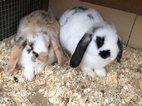 Baby Dutch Mini Lop Bunny Rabbits in TN24 Ashford for £35.00 for sale | Shpock