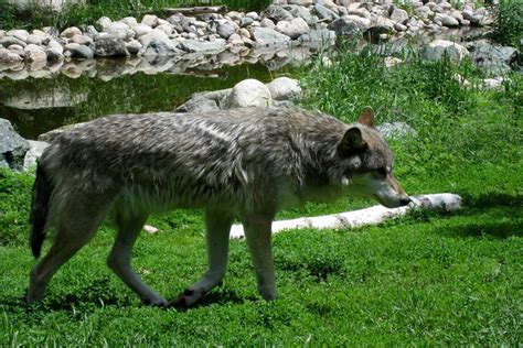 Wolf Facts | California Wolf Center