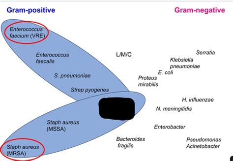 Spectrum Flower Diagrams Flashcards | Quizlet