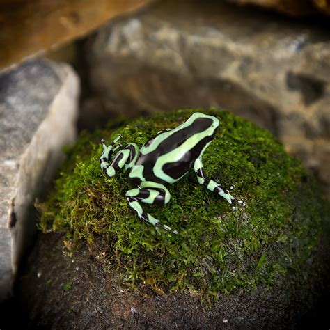 Dendrobates auratus Costa Rican Green and Black - Jungle Jewel Exotics