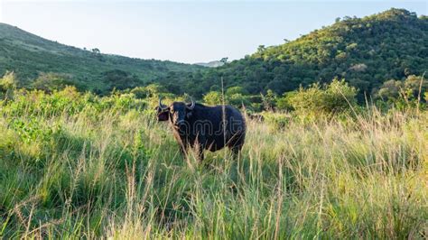 Wildlife Buffalo Animal Park Reserve Stock Photo - Image of family, green: 274500770