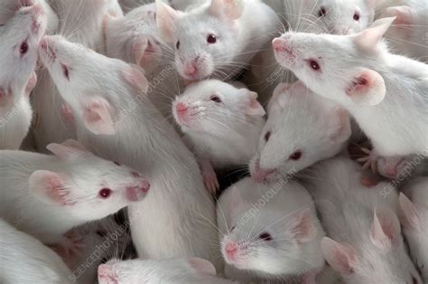 Many Lab Mice - Stock Image - F031/3861 - Science Photo Library