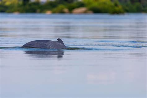 Dolphin watching on the Mekong River - World Rivers