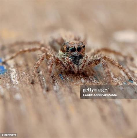 Jumping Spider Web Photos and Premium High Res Pictures - Getty Images