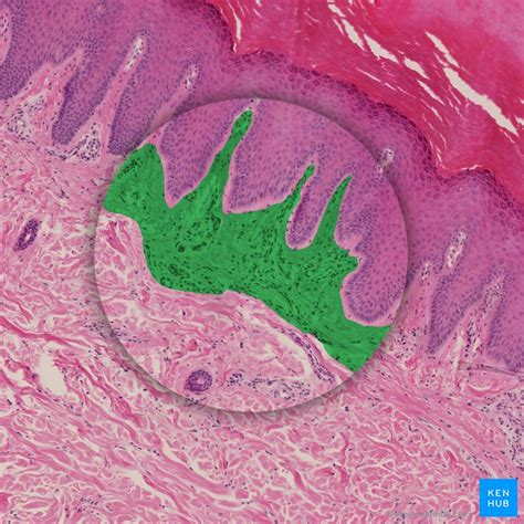 Histology: Stains and section interpretation | Kenhub