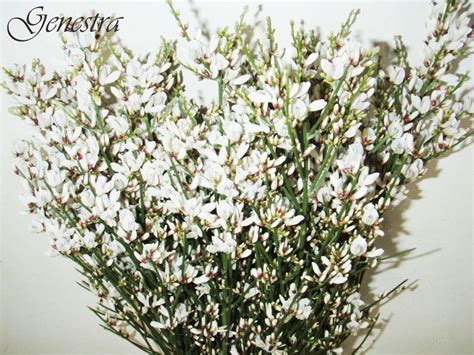 Genestra: one of my favorites | Flower catalogs, Wholesale flowers ...