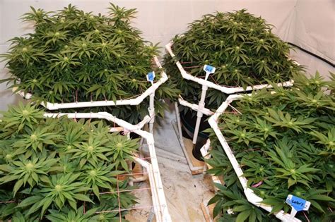 Benefits of SCROG vs LST - SCROG - I Love Growing Marijuana Forum