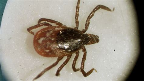 Ticks that spread Lyme disease are on the move in the US