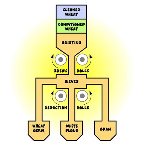 the milling process wheat into flour | Grain foods, Wheat, Grain cereal