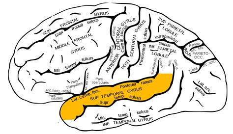 Cerebral cortex, Dyscalculia, Neuroscience