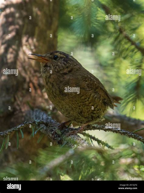 A pacific wren bird in its natural habitat Stock Photo - Alamy