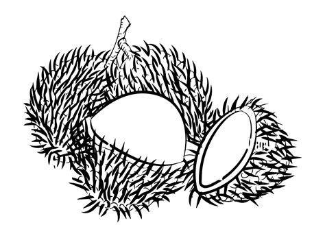 Fruit Rambutan Coloring Page - Free Printable Coloring Pages