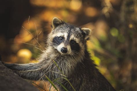 9 Riveting Facts About Raccoons