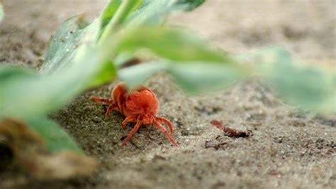 Do Clover Mites Bite? (Check Effective Ways To Prevent Them)