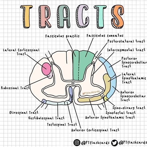 Spinal Cord Anatomy Tracts