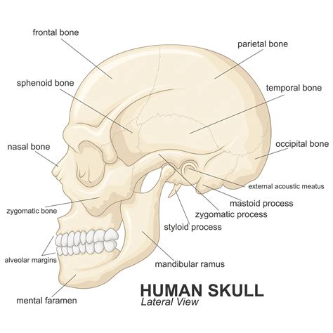 Premium Vector | Human skull lateral view with explanation