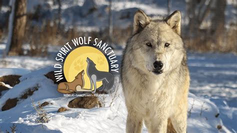 Current Weather | Wild Spirit Wolf Sanctuary